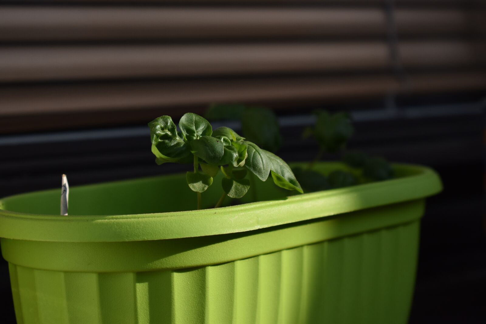 Nikon D3400 sample photo. Basil, herb photography