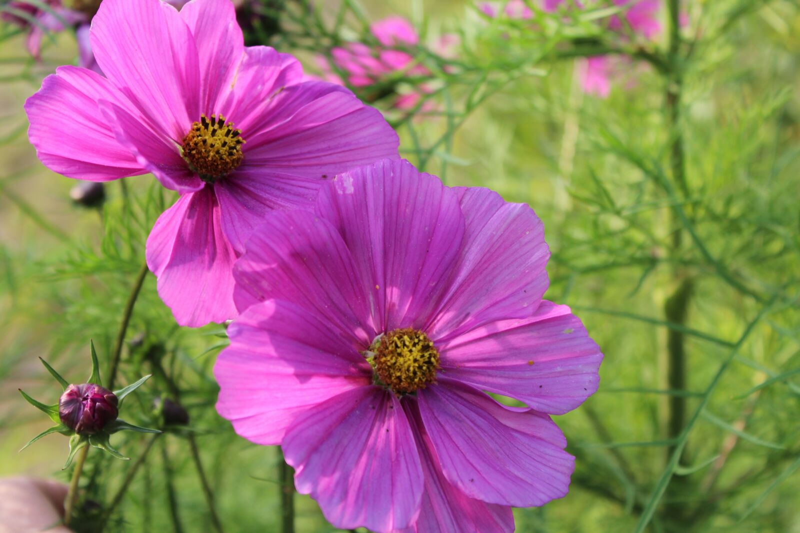 Canon EOS 600D (Rebel EOS T3i / EOS Kiss X5) sample photo. Flower, summer, garden photography