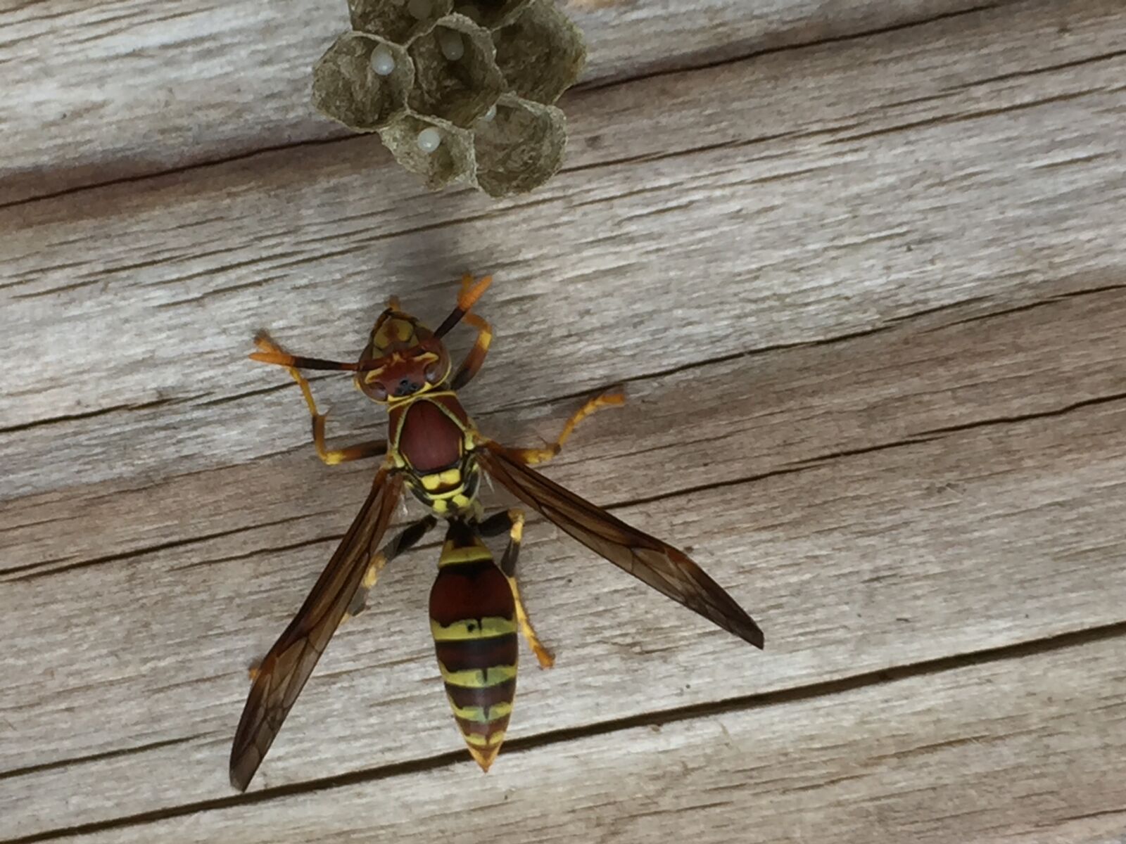 iPhone 6 Plus back camera 4.15mm f/2.2 sample photo. Insect, wasp, nest photography