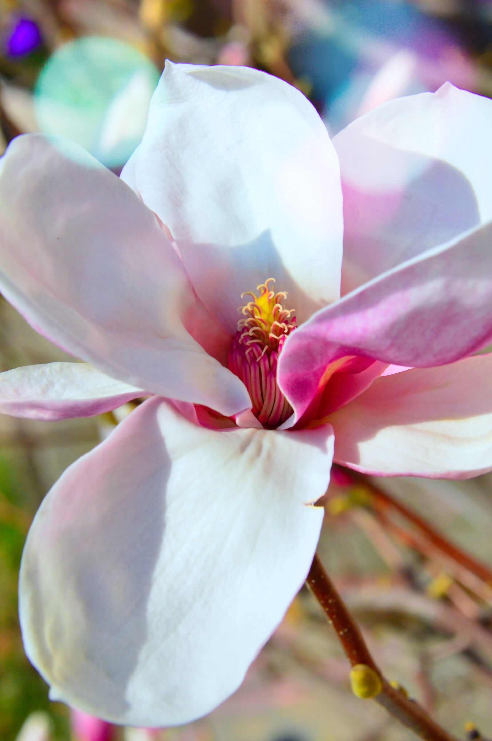 Nikon D3200 sample photo. Flower, plant, nature photography