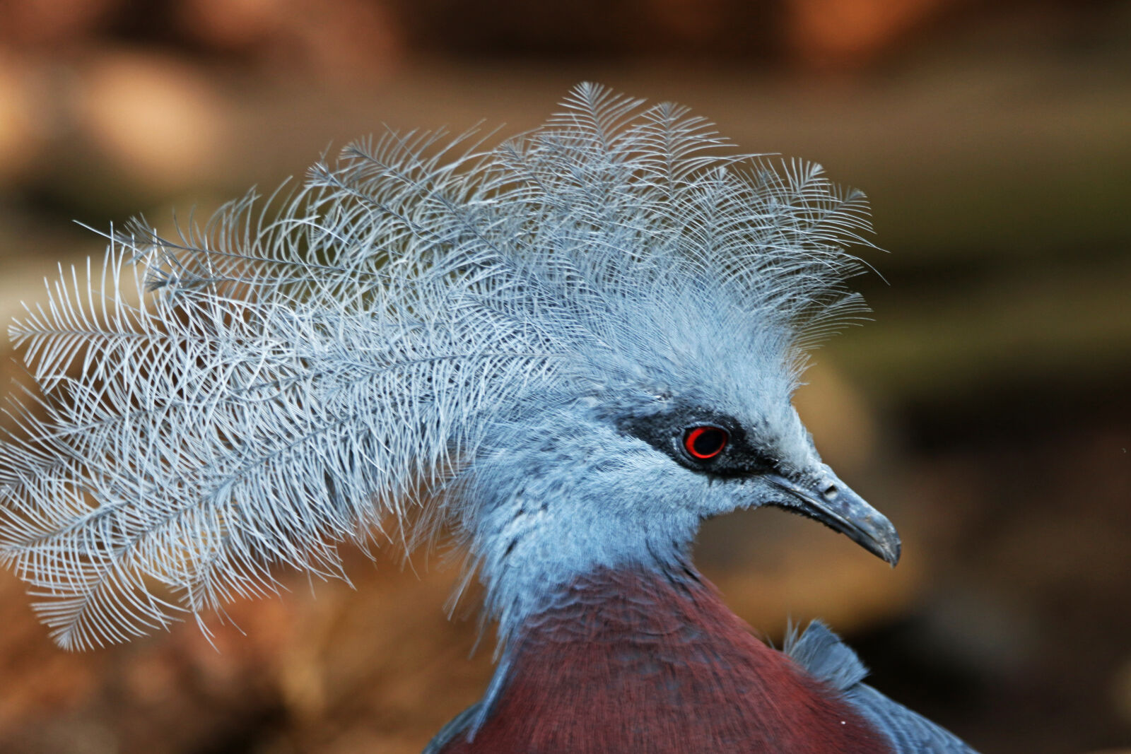 Canon EOS 7D Mark II sample photo. Animal, beak, bird, comb photography