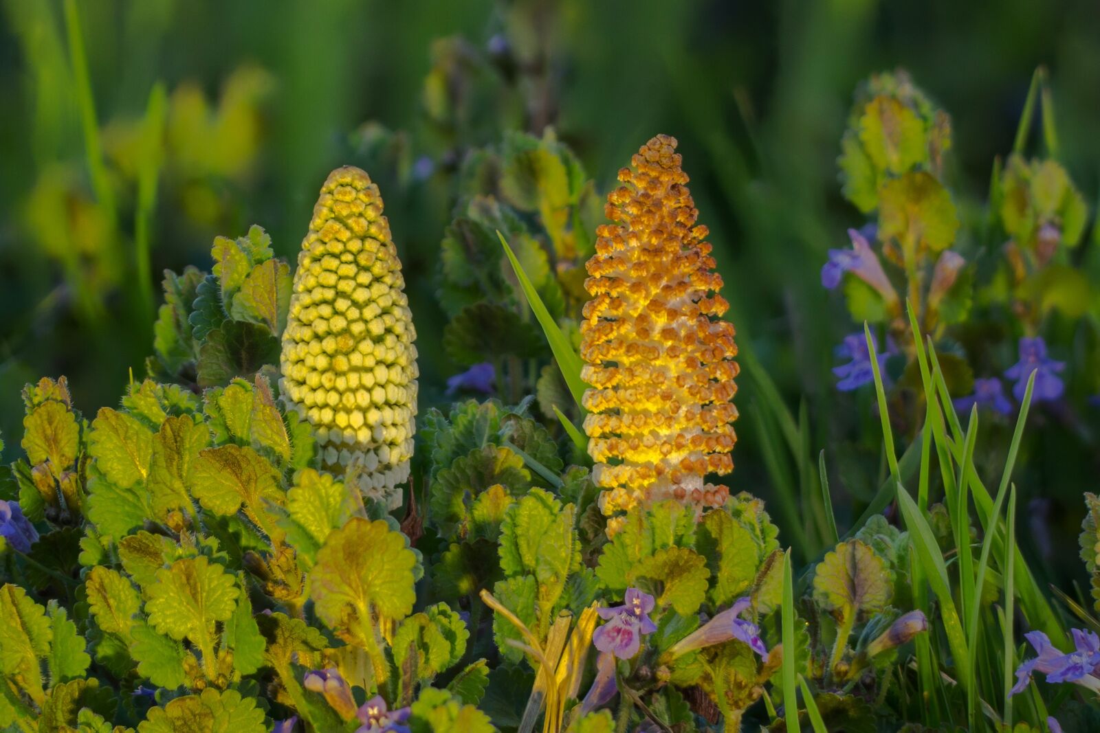 Canon EOS 700D (EOS Rebel T5i / EOS Kiss X7i) sample photo. Horsetail, cattail, green photography
