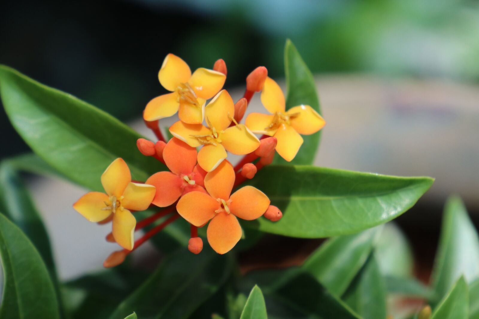 Canon EOS M6 sample photo. Orange ixora flowers, leaf photography