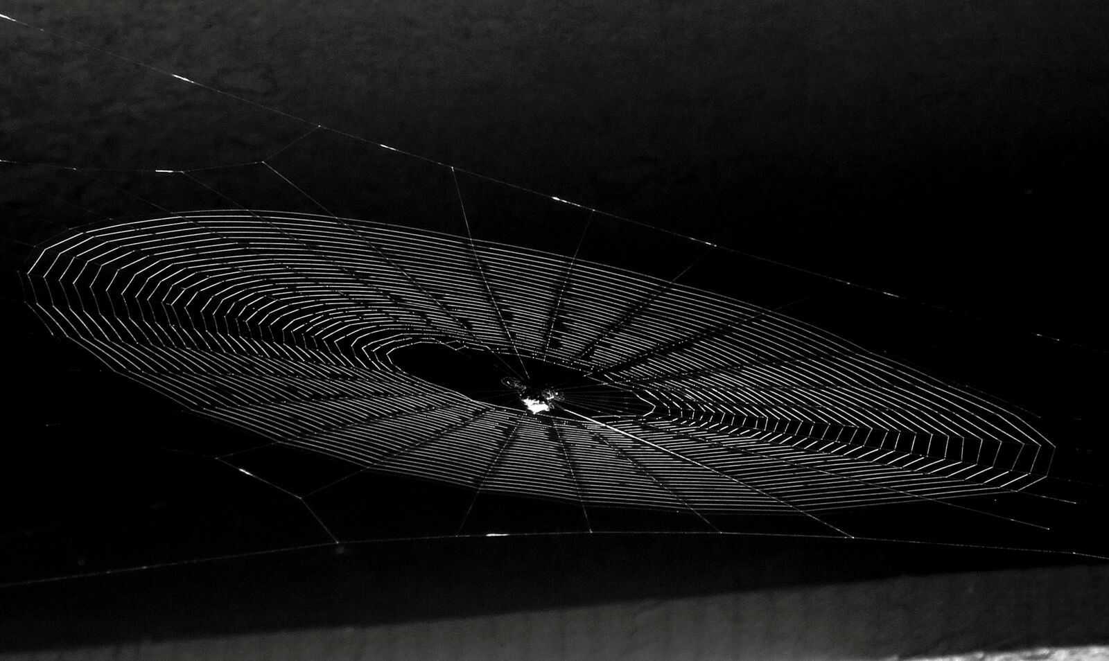 Canon PowerShot SX50 HS sample photo. Black and white, insect photography