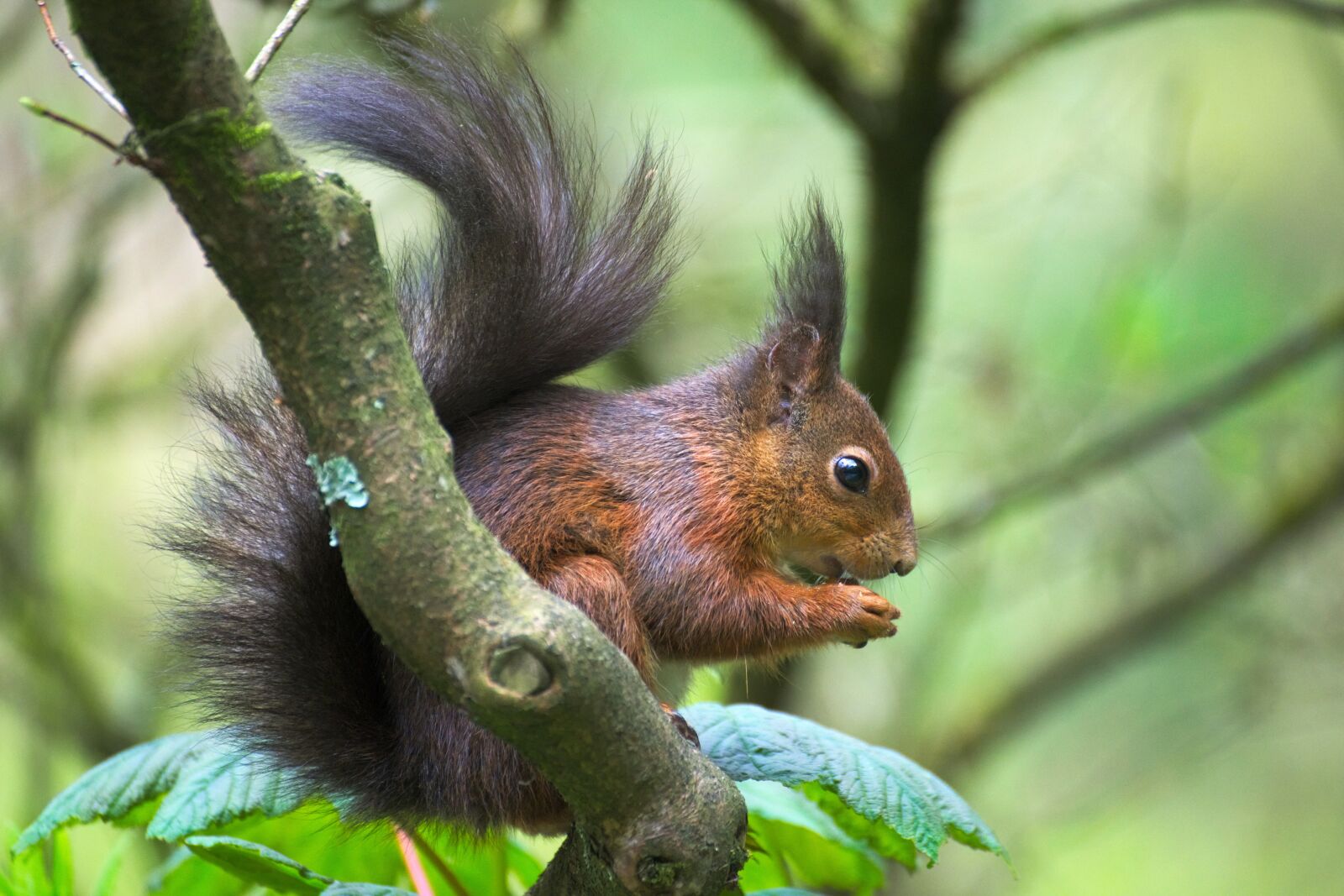 Nikon D600 sample photo. Squirrel, park, nature photography