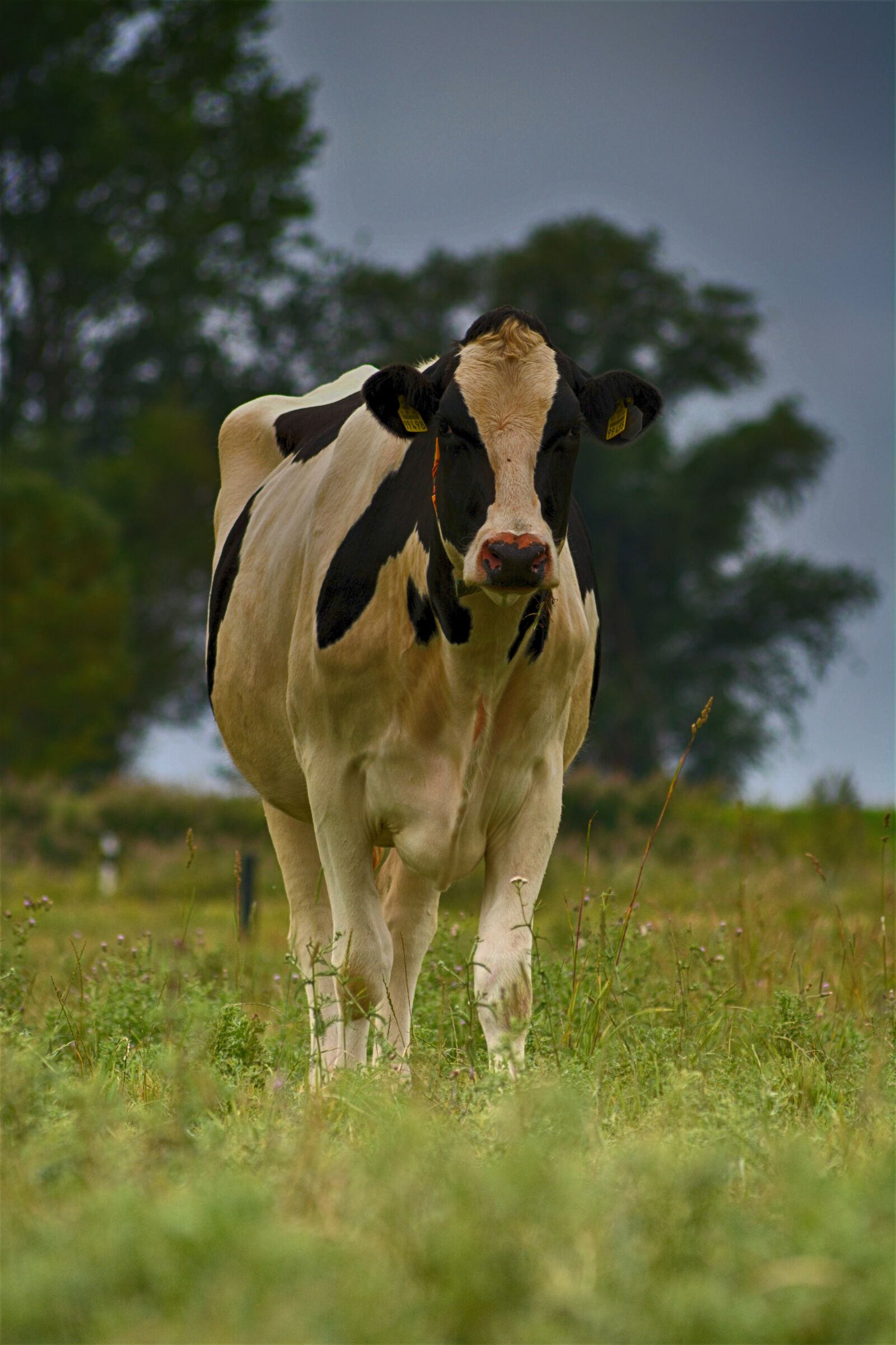 Nikon D5200 sample photo. Cow, pasture, cattle photography