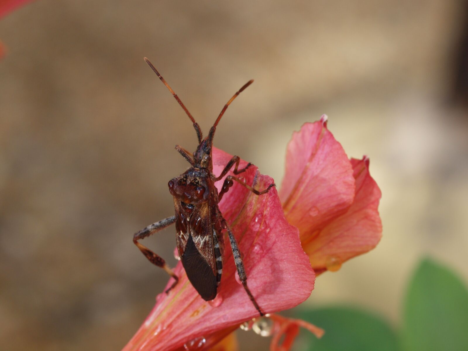 Olympus E-30 sample photo. Insect, macro, nature photography