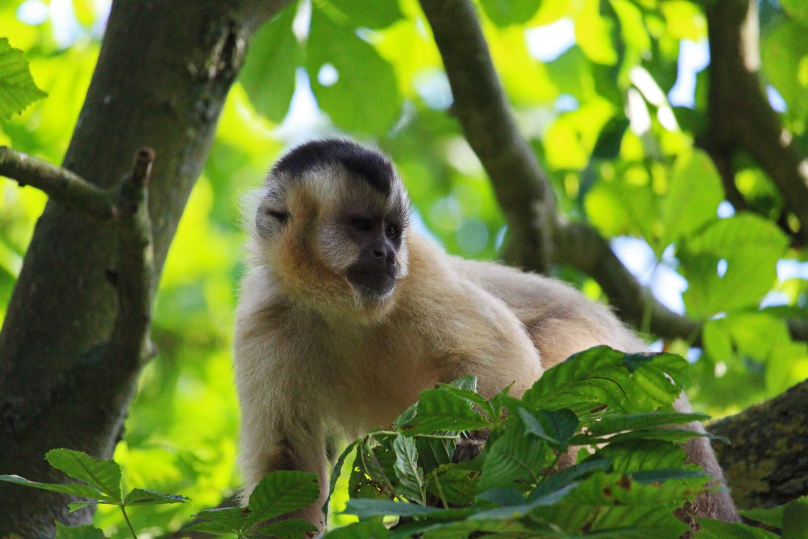 Canon EF-S 55-250mm F4-5.6 IS STM sample photo. Capuchin, monkey, capuchins photography