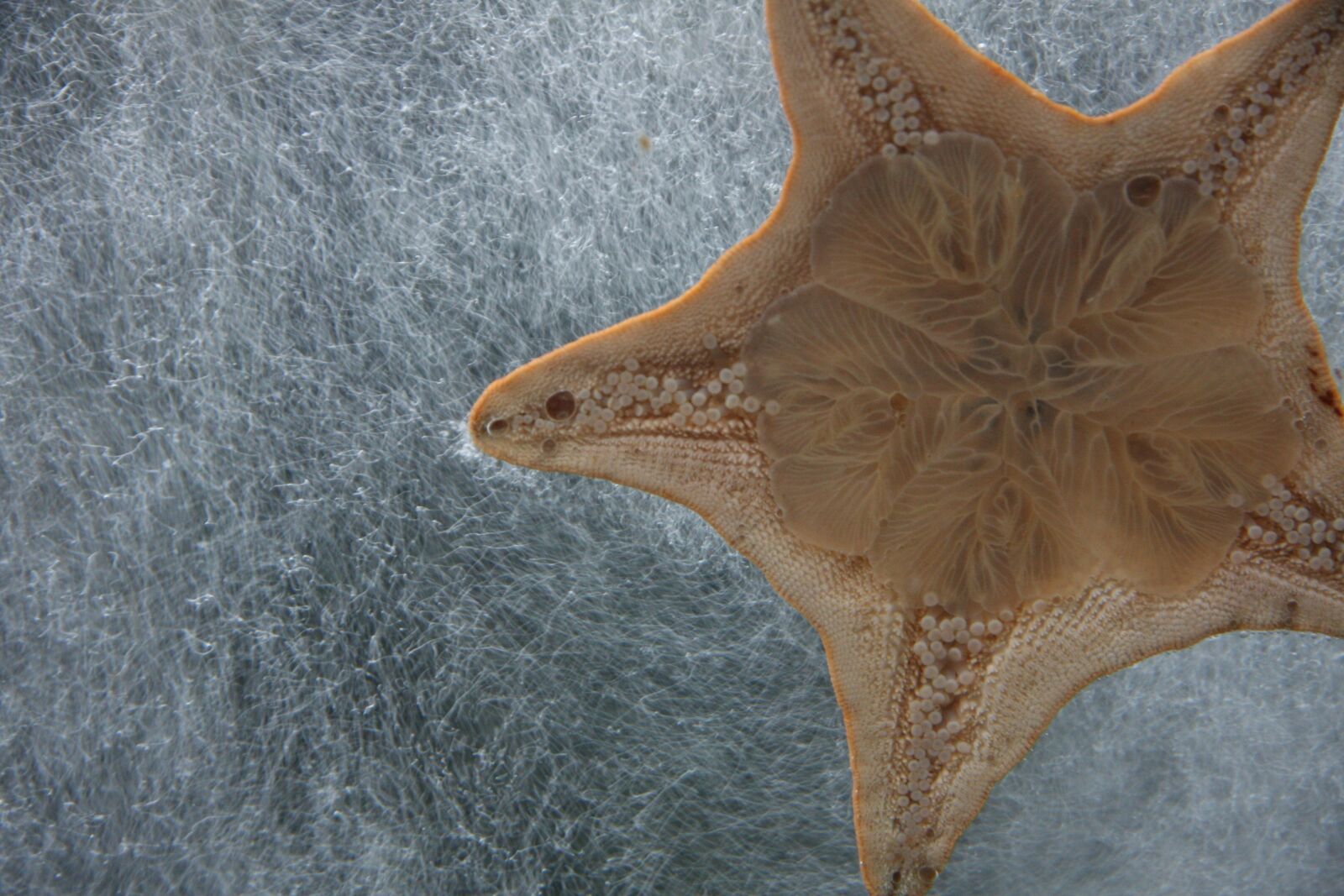 Canon EOS 40D sample photo. Starfish, water, bubbles photography
