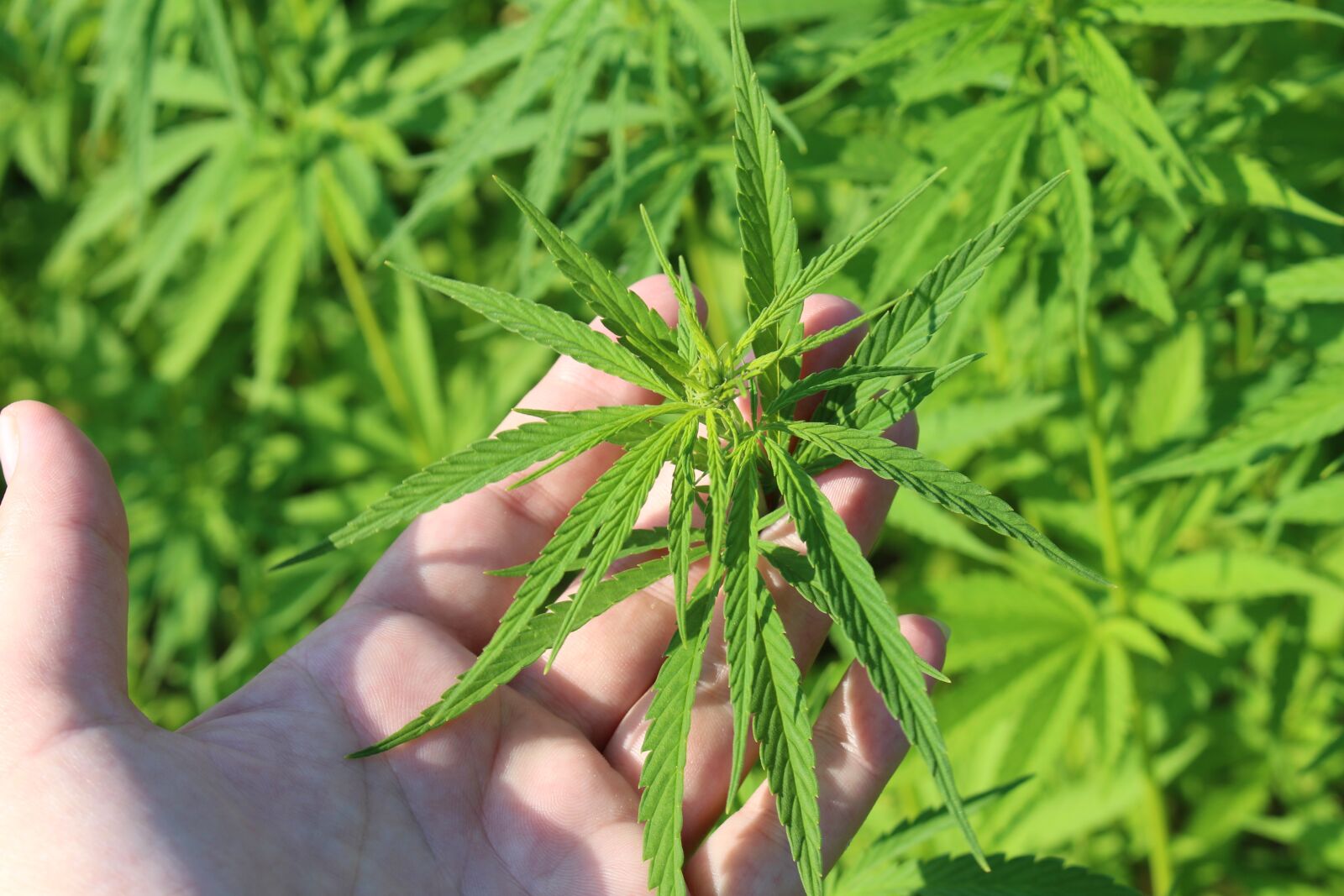Canon EOS 700D (EOS Rebel T5i / EOS Kiss X7i) sample photo. Hemp plant, hand, cannabis photography