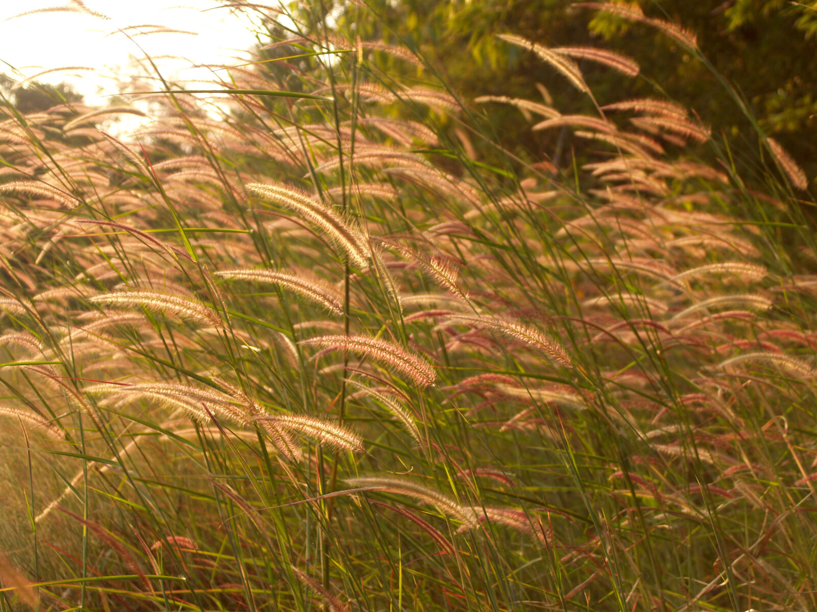 Olympus E-300 (EVOLT E-300) sample photo. Agriculture, beautiful, bloom, blossom photography