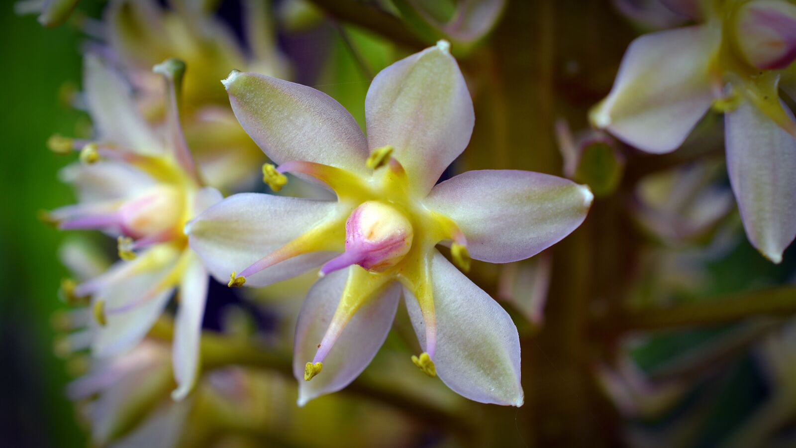 Nikon D5200 sample photo. Hyacinthaceae, blossom, bloom photography
