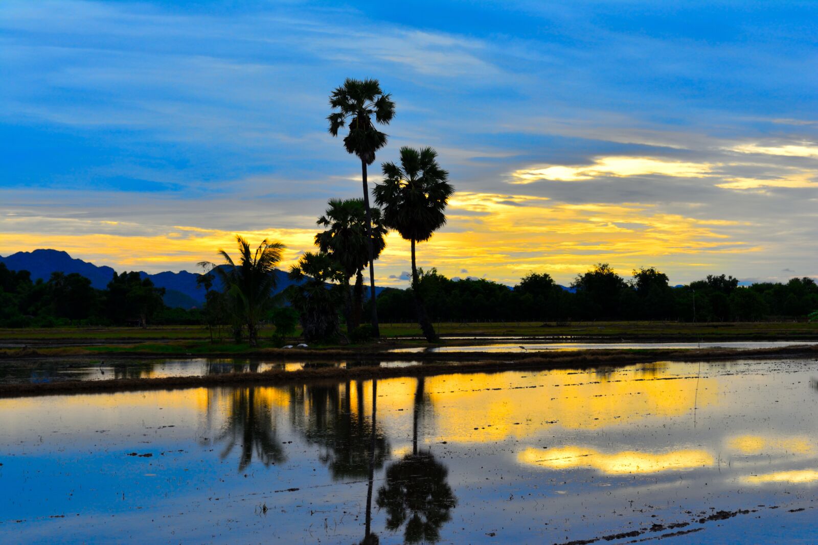 Nikon D5200 sample photo. Sunset, sugar palm, silhouettes photography