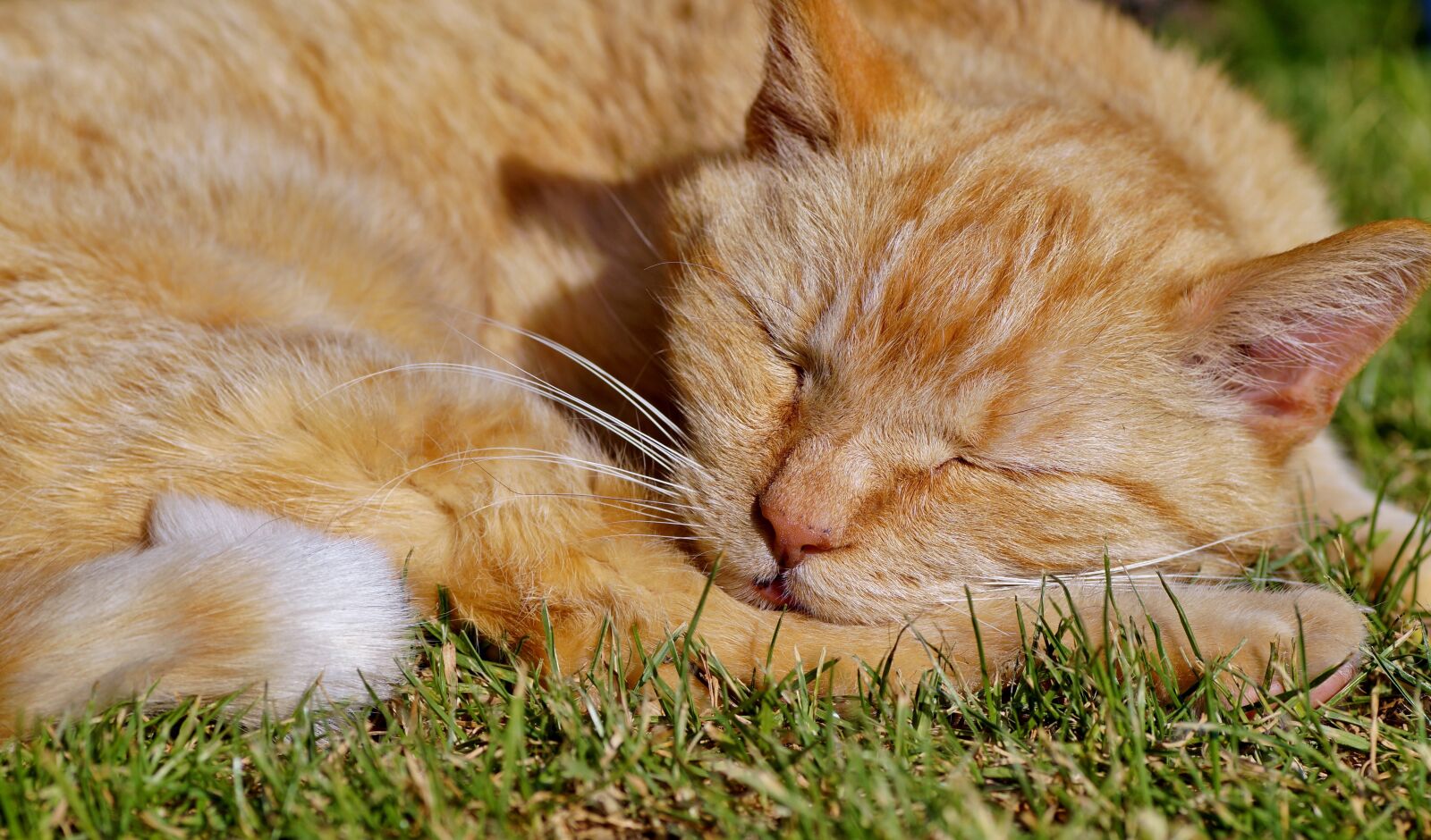 Sony SLT-A58 sample photo. Cat, sleeping, tomcat photography