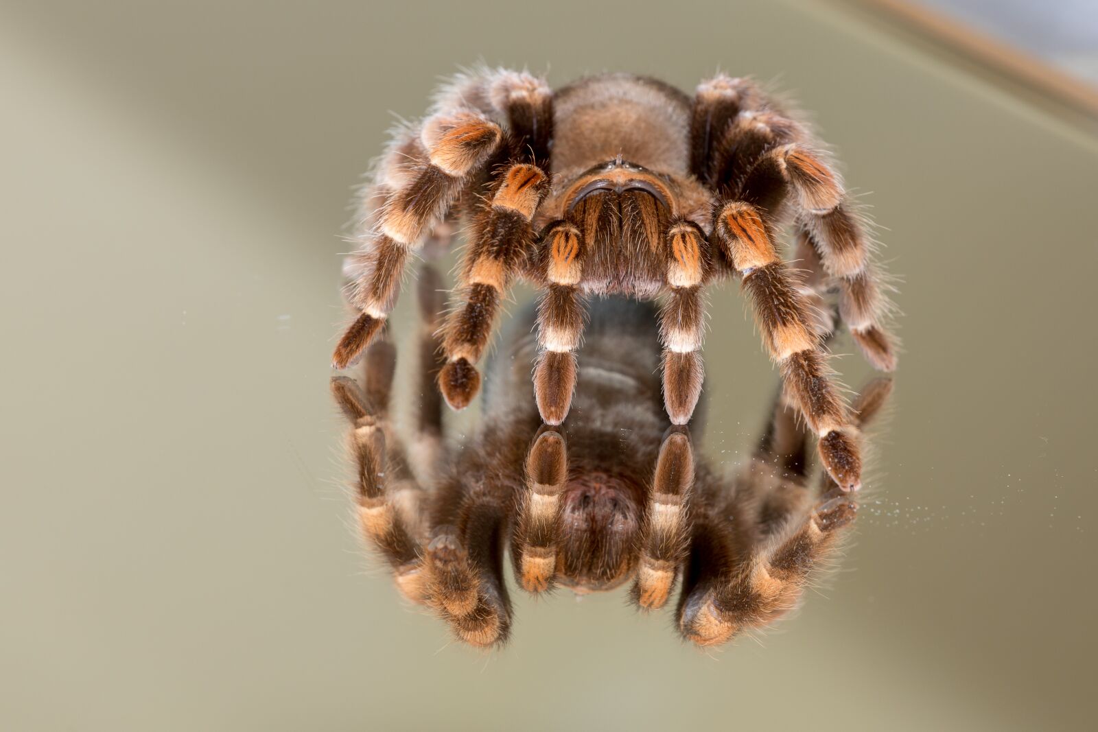 Canon EOS 5D Mark IV sample photo. Mirroring, glass, spider photography