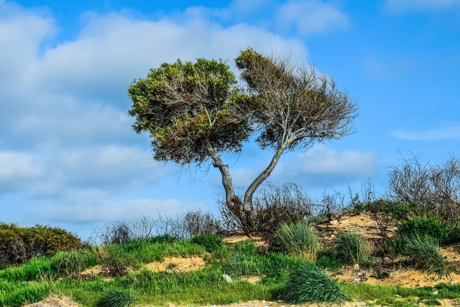 Nikon D3300 sample photo. Trees, dune, landscape photography