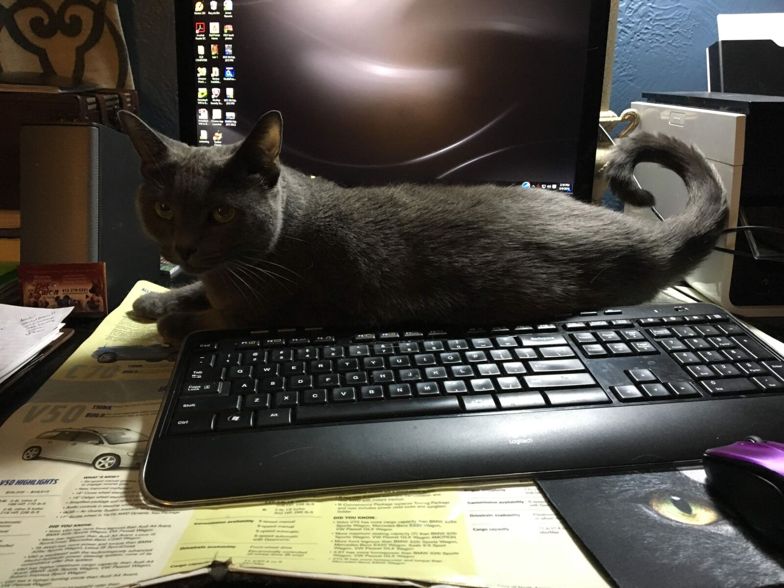 Apple iPhone 6s sample photo. Cats, computers, work from photography