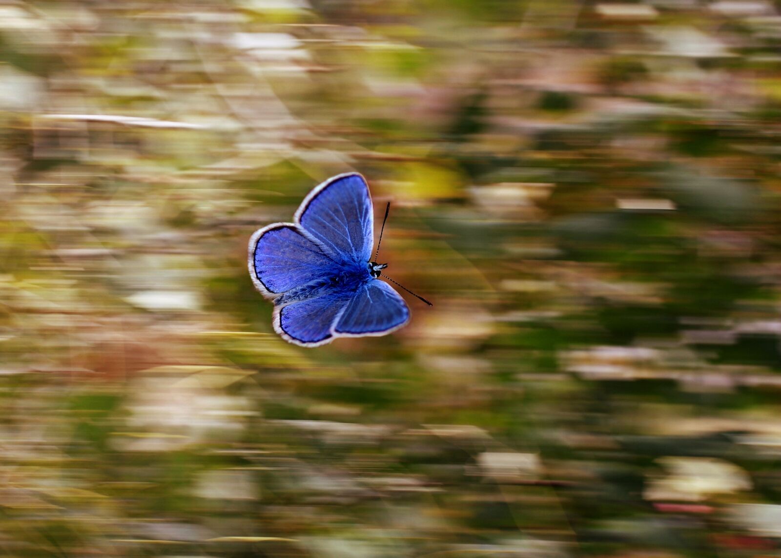 Canon EF-S 60mm F2.8 Macro USM sample photo. Butterfly, blue, wings photography