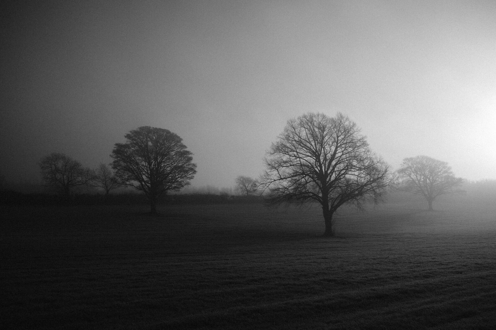 Nikon D3200 sample photo. Trees, grey, forest photography