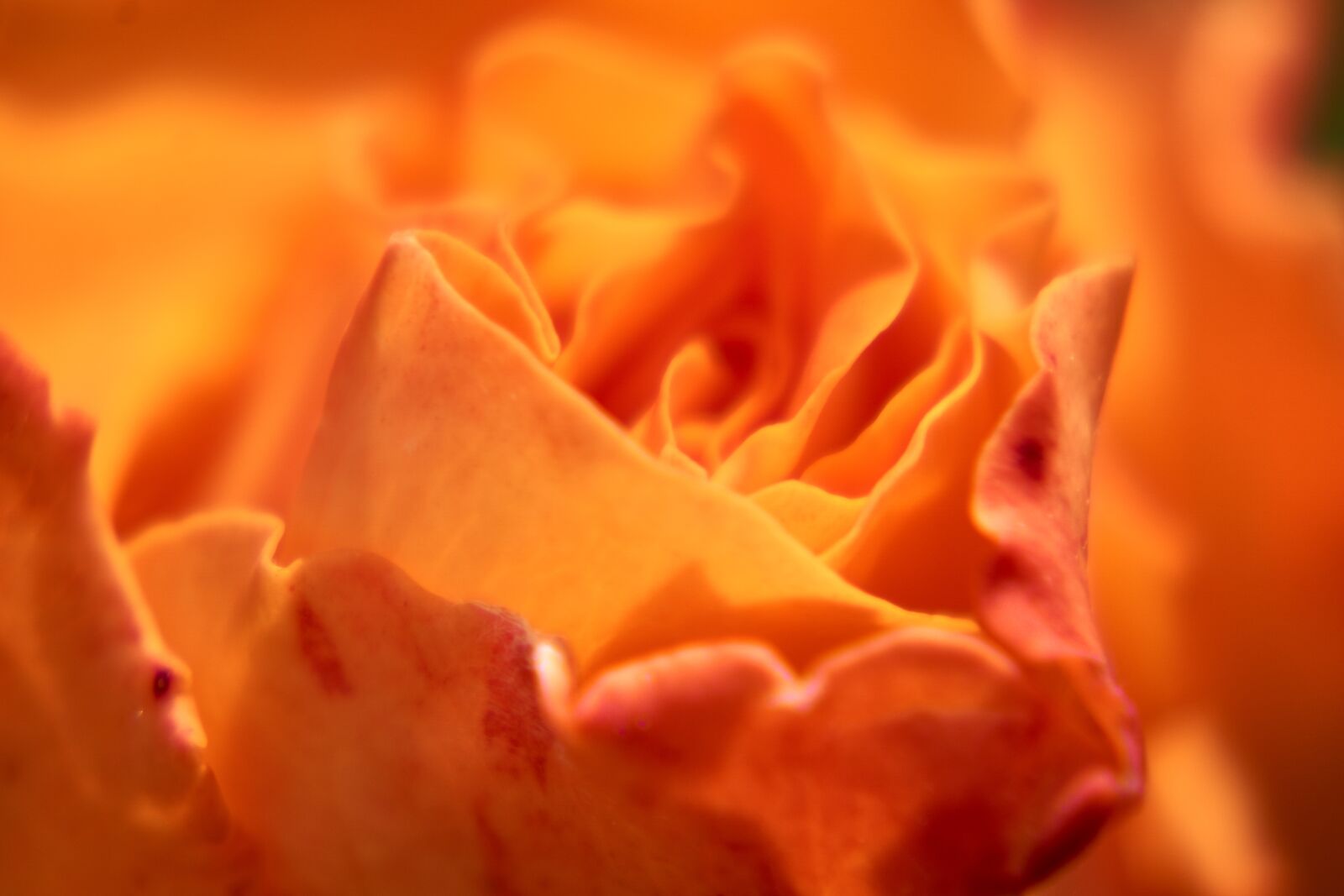 Sony E 55-210mm F4.5-6.3 OSS sample photo. Rose, blossom, bloom photography