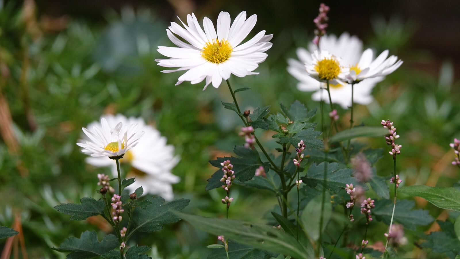 Sony Cyber-shot DSC-RX10 III sample photo. Their mums, autumn, gujeolcho photography