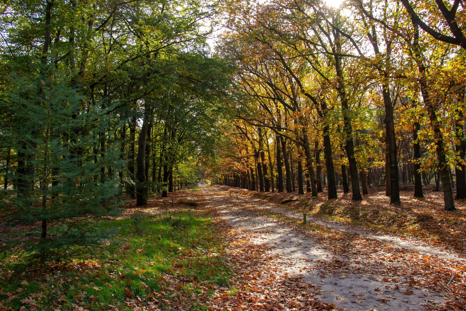 Canon EF-S 18-200mm F3.5-5.6 IS sample photo. Autumn, forest, trees photography