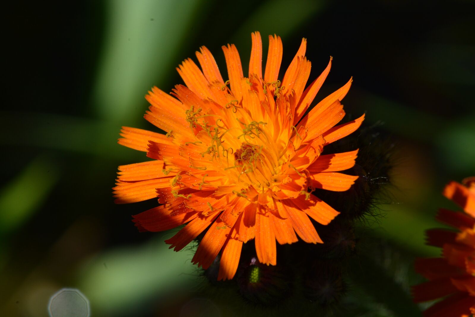 Nikon D7100 sample photo. Flower, orange, macro photography