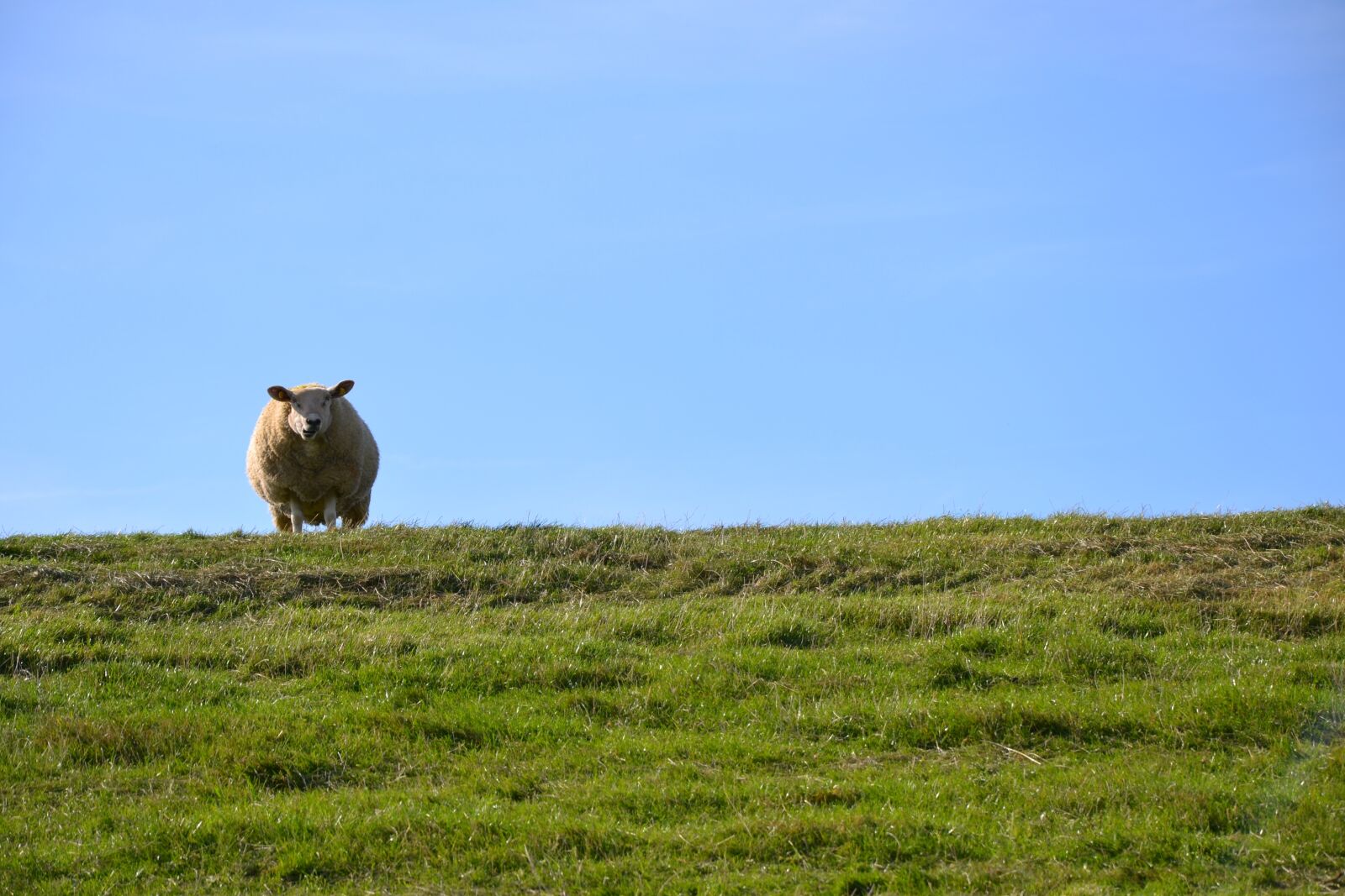 Nikon D3100 sample photo. Dike, pellworm, island photography