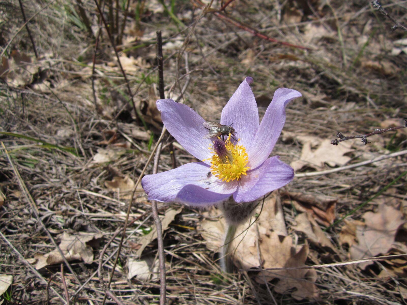 Canon PowerShot A2200 sample photo. Nature, jaro, flowers photography