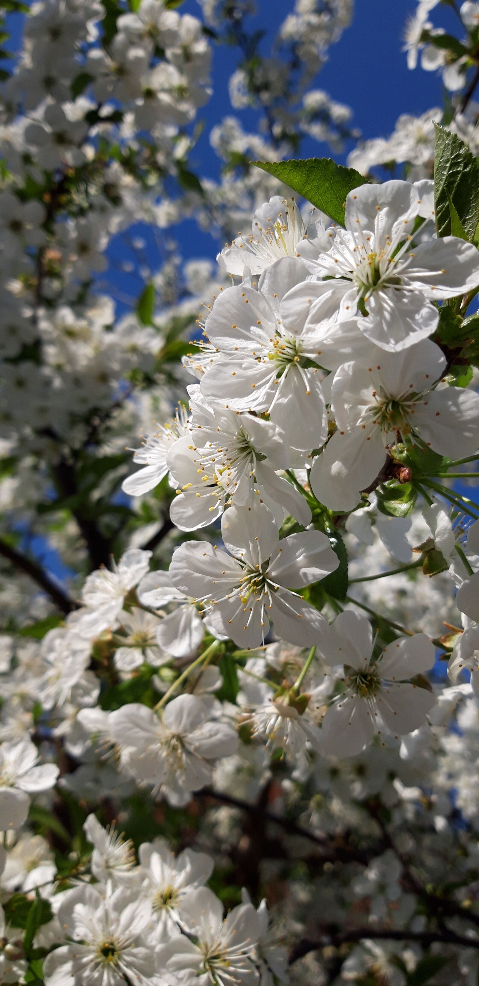 Samsung Galaxy A6 sample photo. Spring, cherry, tree photography