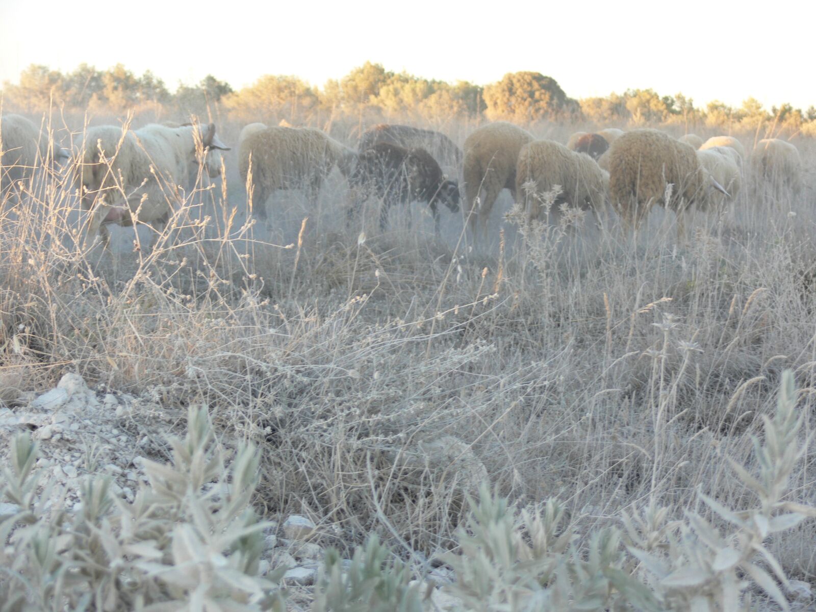 Panasonic DMC-FZ30 sample photo. Sheep, landscape, nature photography
