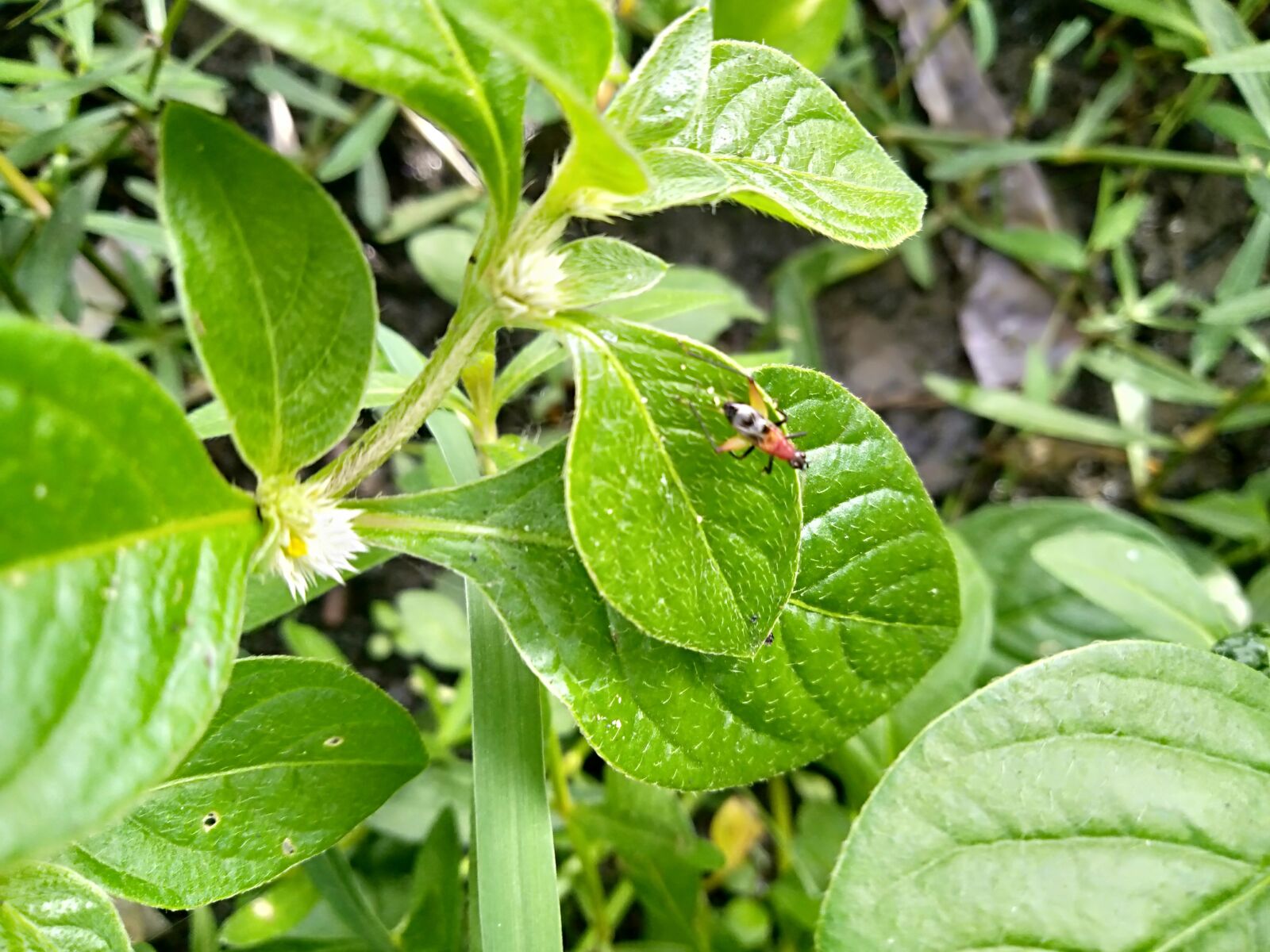 OPPO A3S sample photo. Hungry insect, nature, day photography