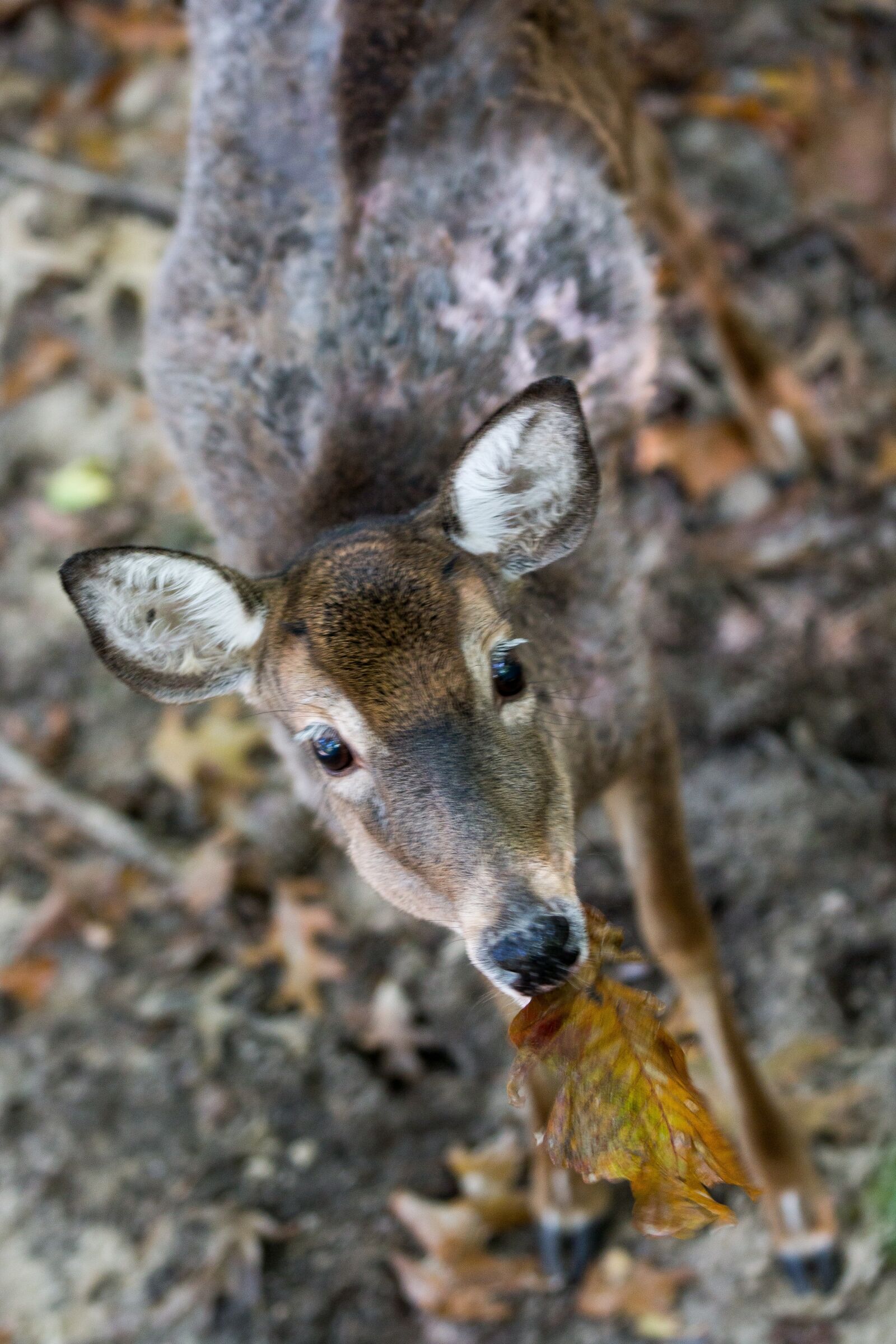 Canon EOS 70D sample photo. Deer, virginia, leaf photography