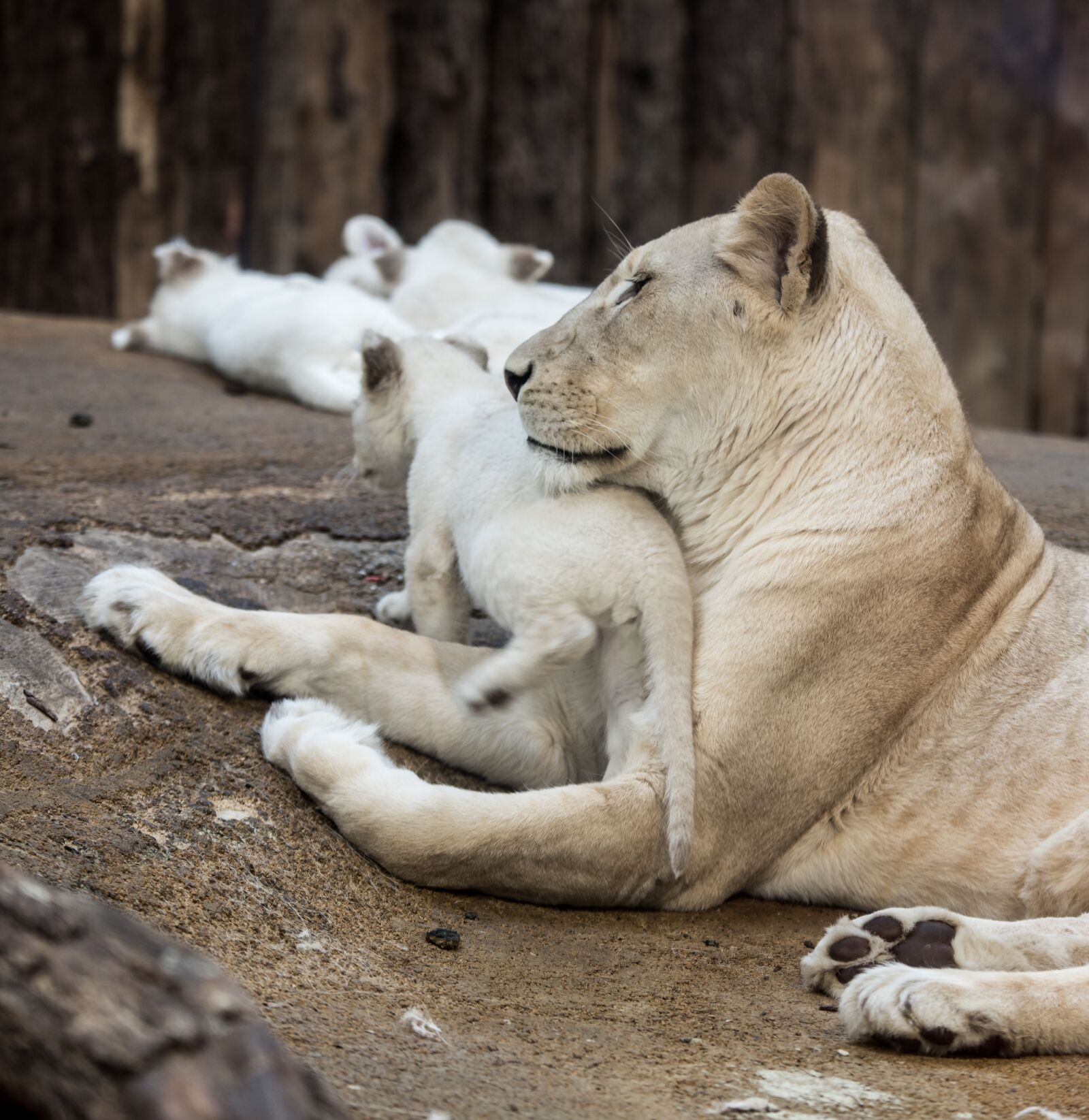 Nikon D750 sample photo. Lion, white lion, big photography