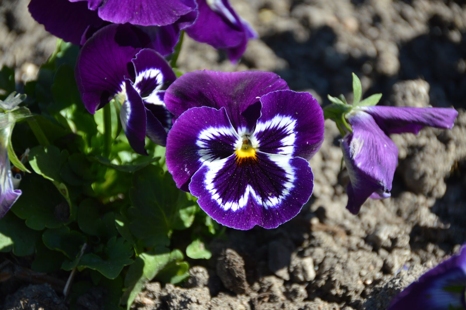 Nikon D3200 sample photo. Nature, flower, garden photography