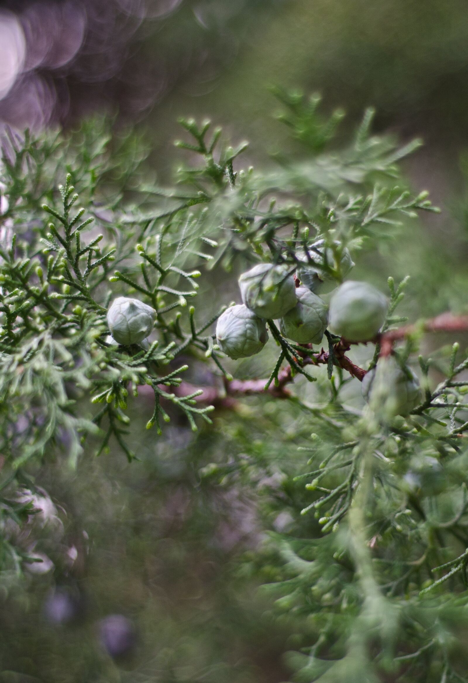 Nikon D7000 sample photo. Forest, berry, fruits photography
