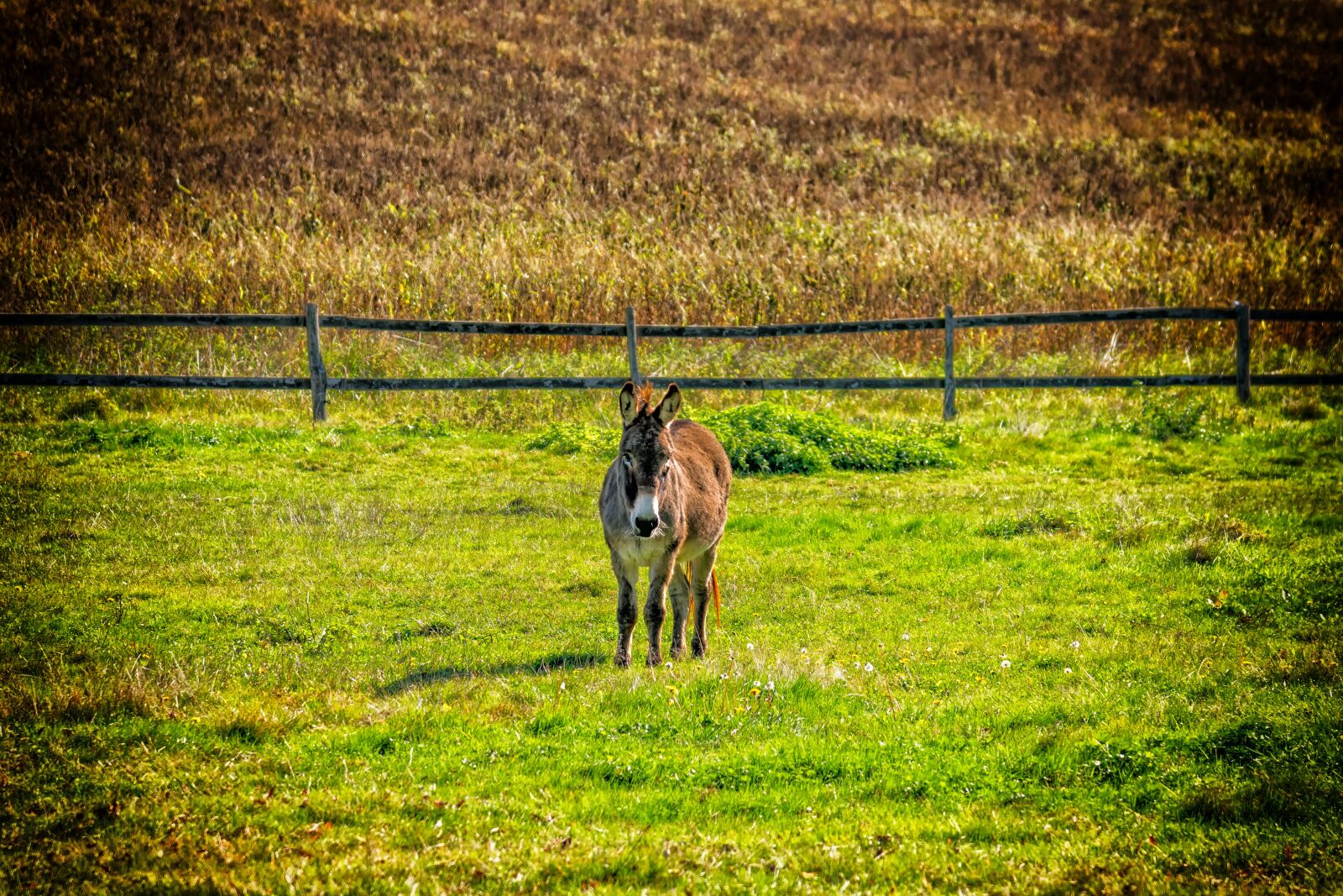 Nikon D3300 sample photo. Donkey, animal, pasture photography