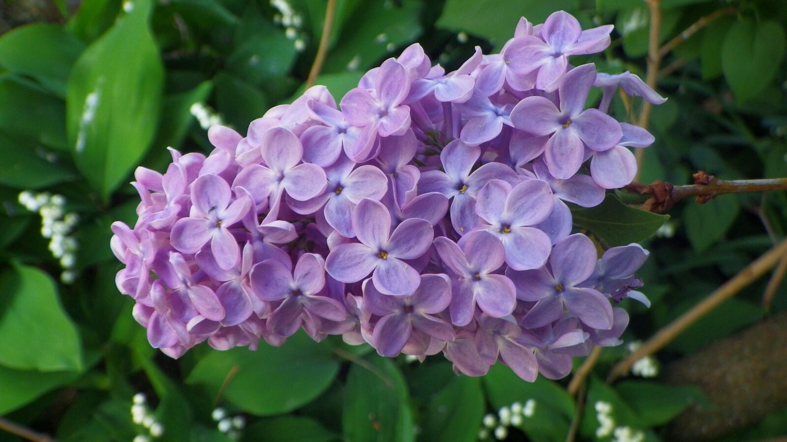 Pentax Optio WG-2 sample photo. Nature, flower, plant photography