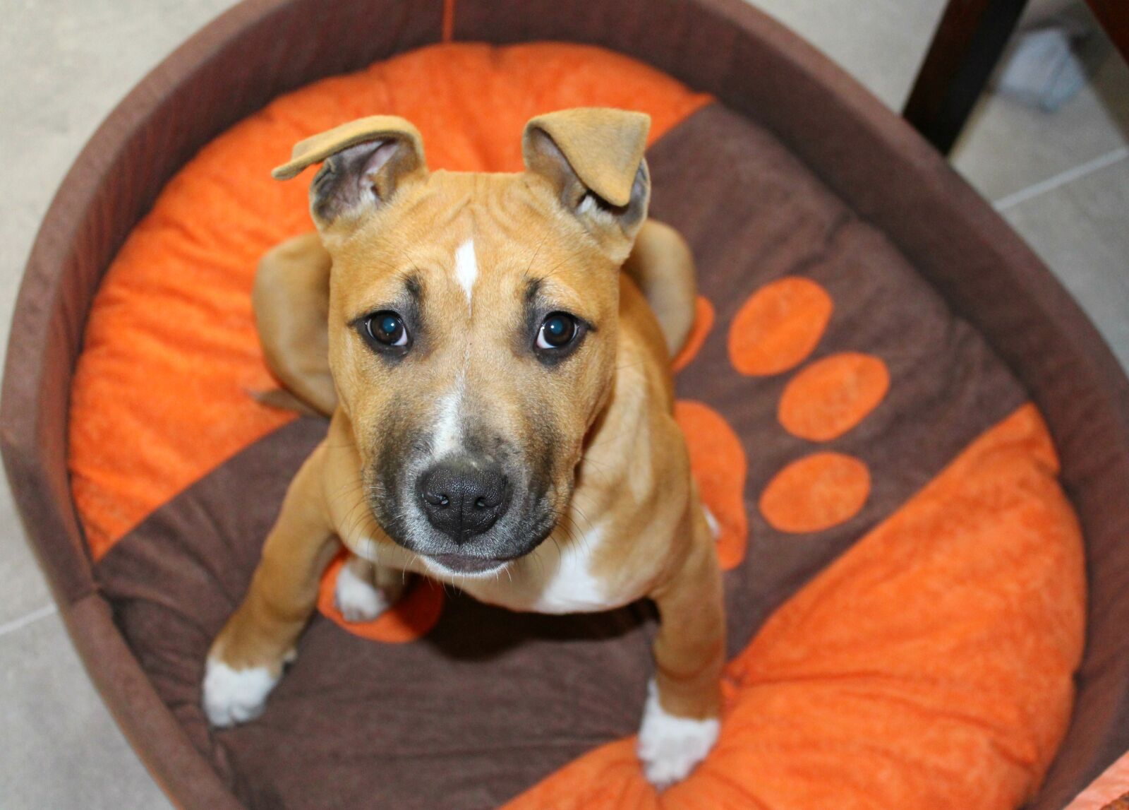 Canon EOS 700D (EOS Rebel T5i / EOS Kiss X7i) sample photo. Amstaff, pitbull, puppy photography