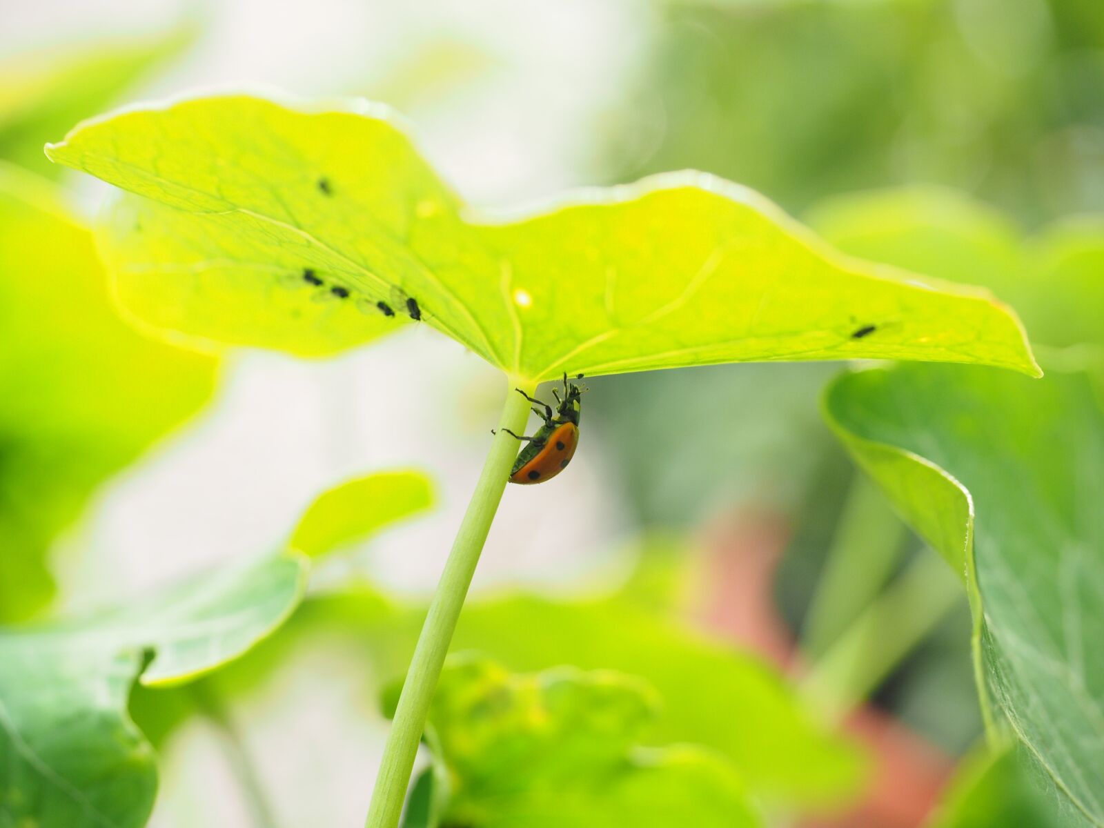 Olympus OM-D E-M1 + Olympus M.Zuiko Digital ED 12-40mm F2.8 Pro sample photo. Ladybug, lice, eat photography