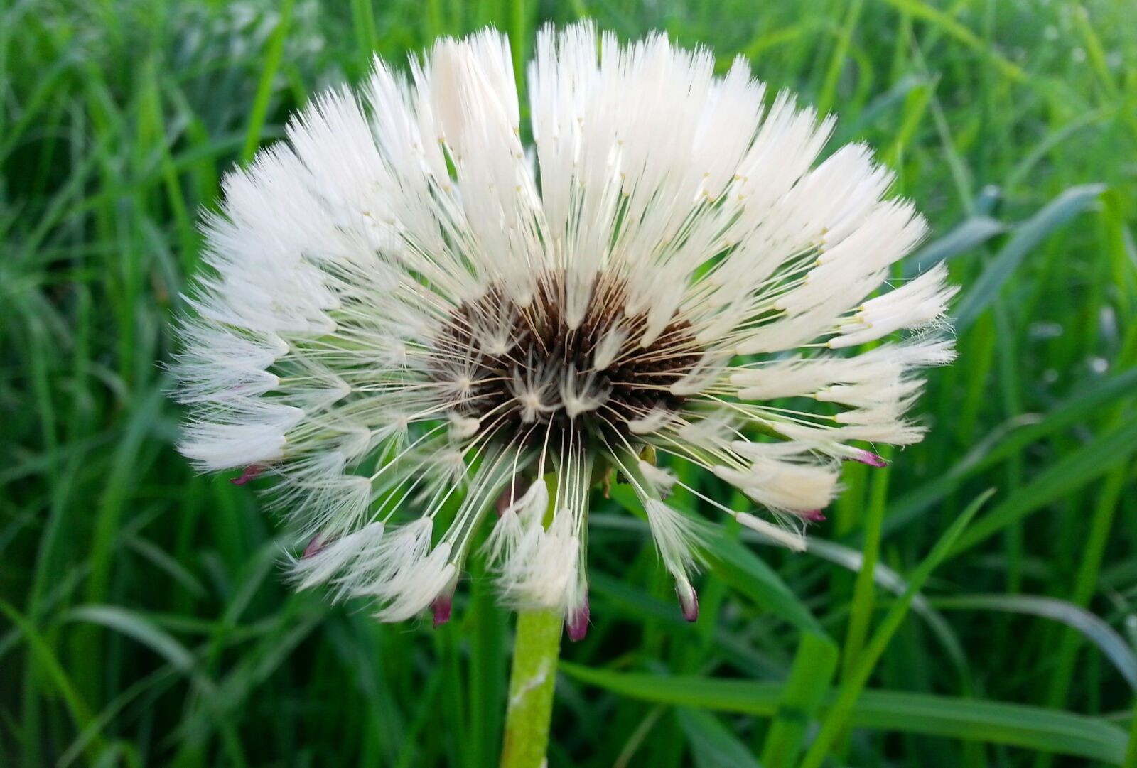 Samsung Galaxy S3 sample photo. Dandelion, flower, pointed flower photography