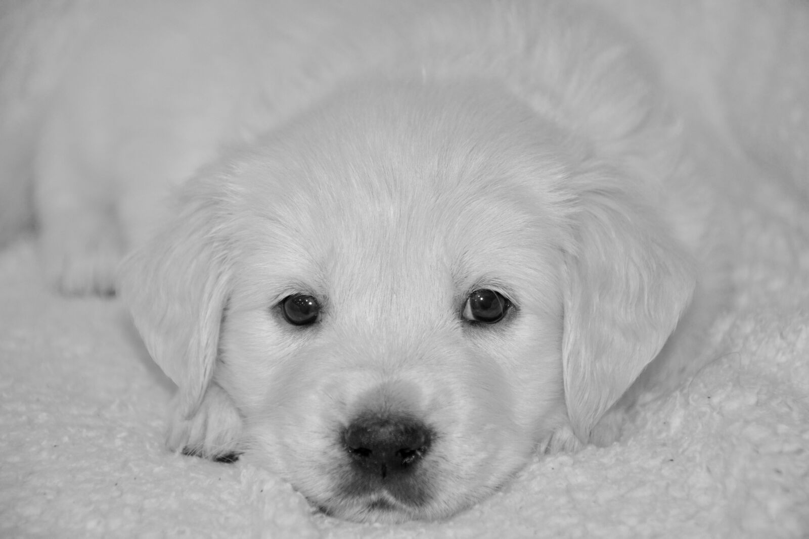 Nikon D5200 sample photo. Dog, puppy, photo black photography