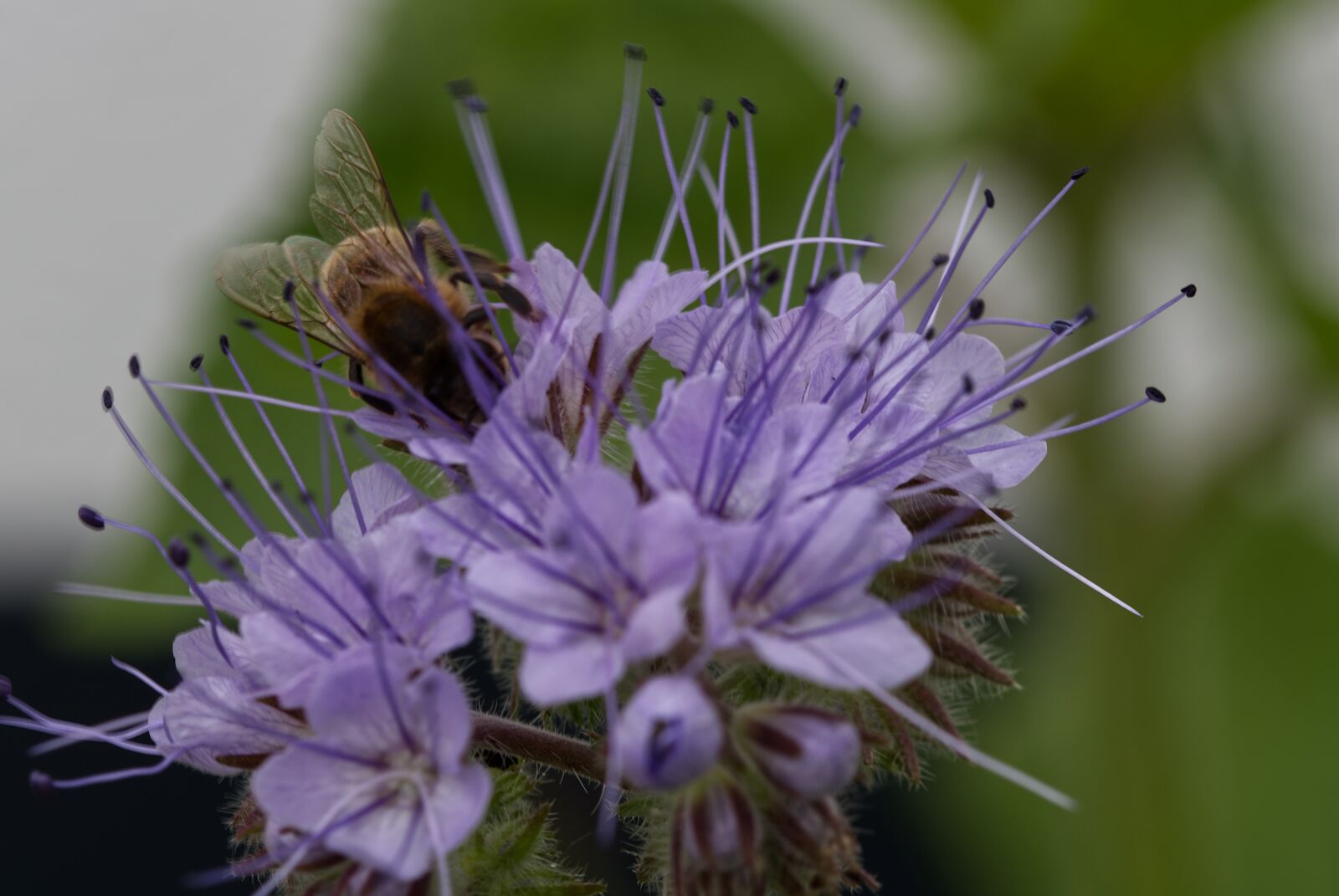 Nikon D5500 sample photo. Purple, flower, blossom photography