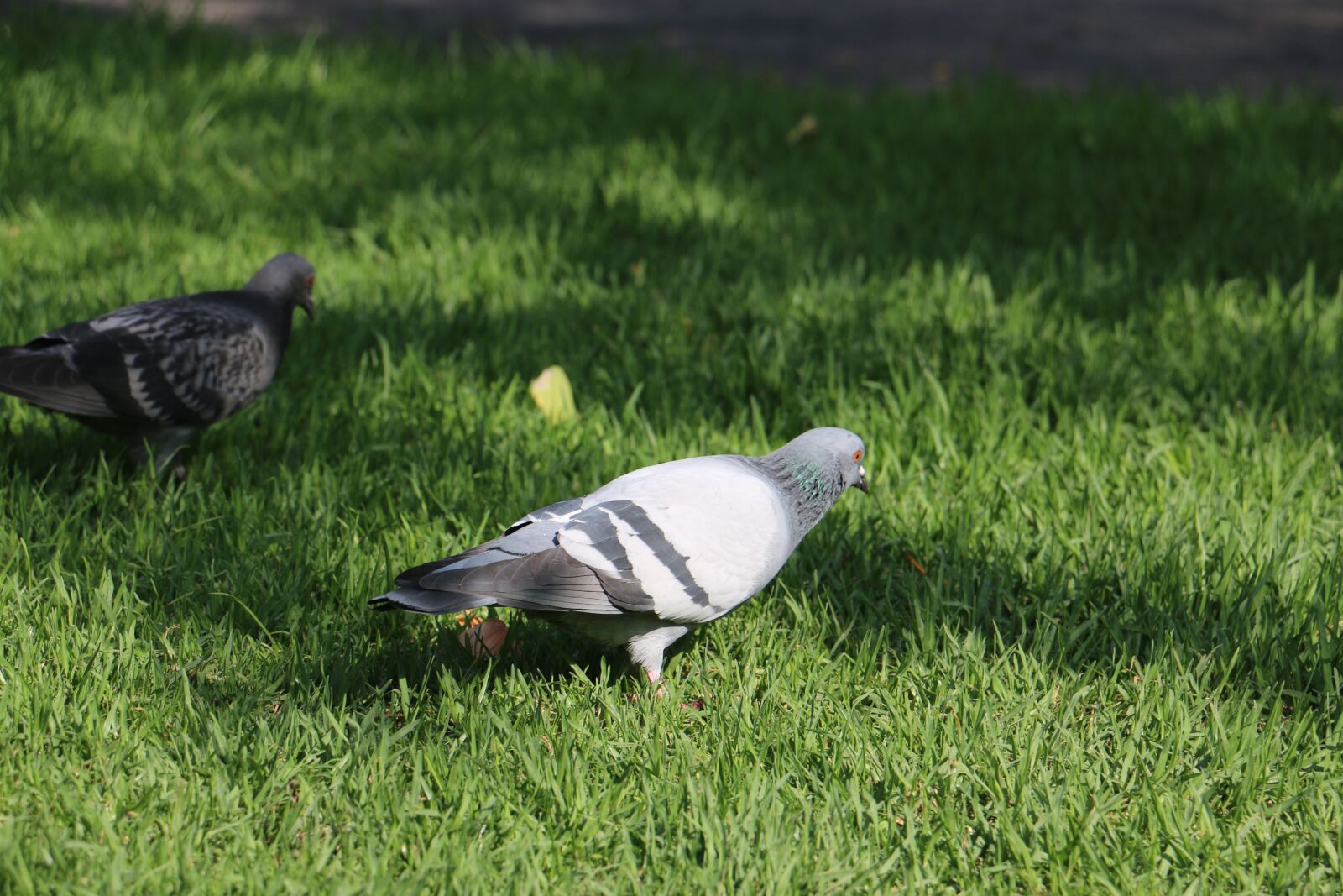 Canon EOS 70D sample photo. Pigeons, birds, nature photography