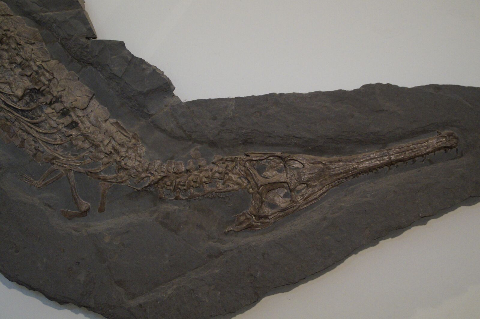Sony SLT-A58 sample photo. Fossil, crocodile, skeleton photography