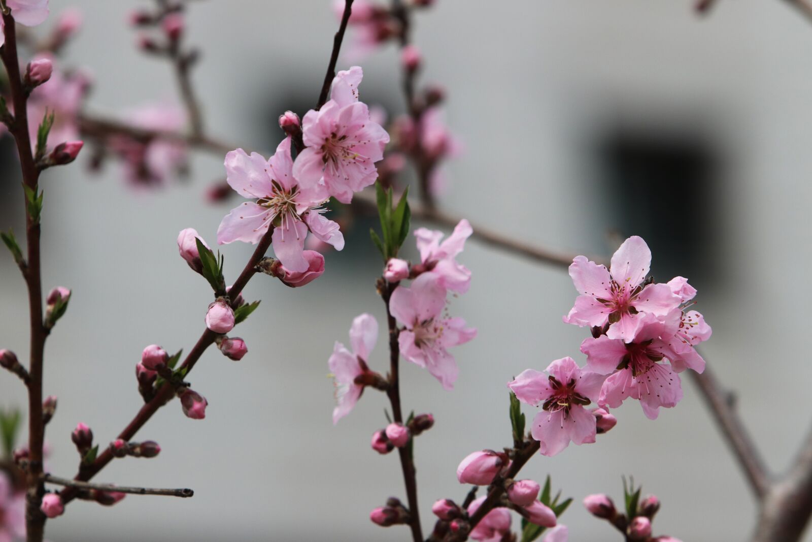 Canon EF 70-200mm F2.8L USM sample photo. Spring, copy flower, cherry photography