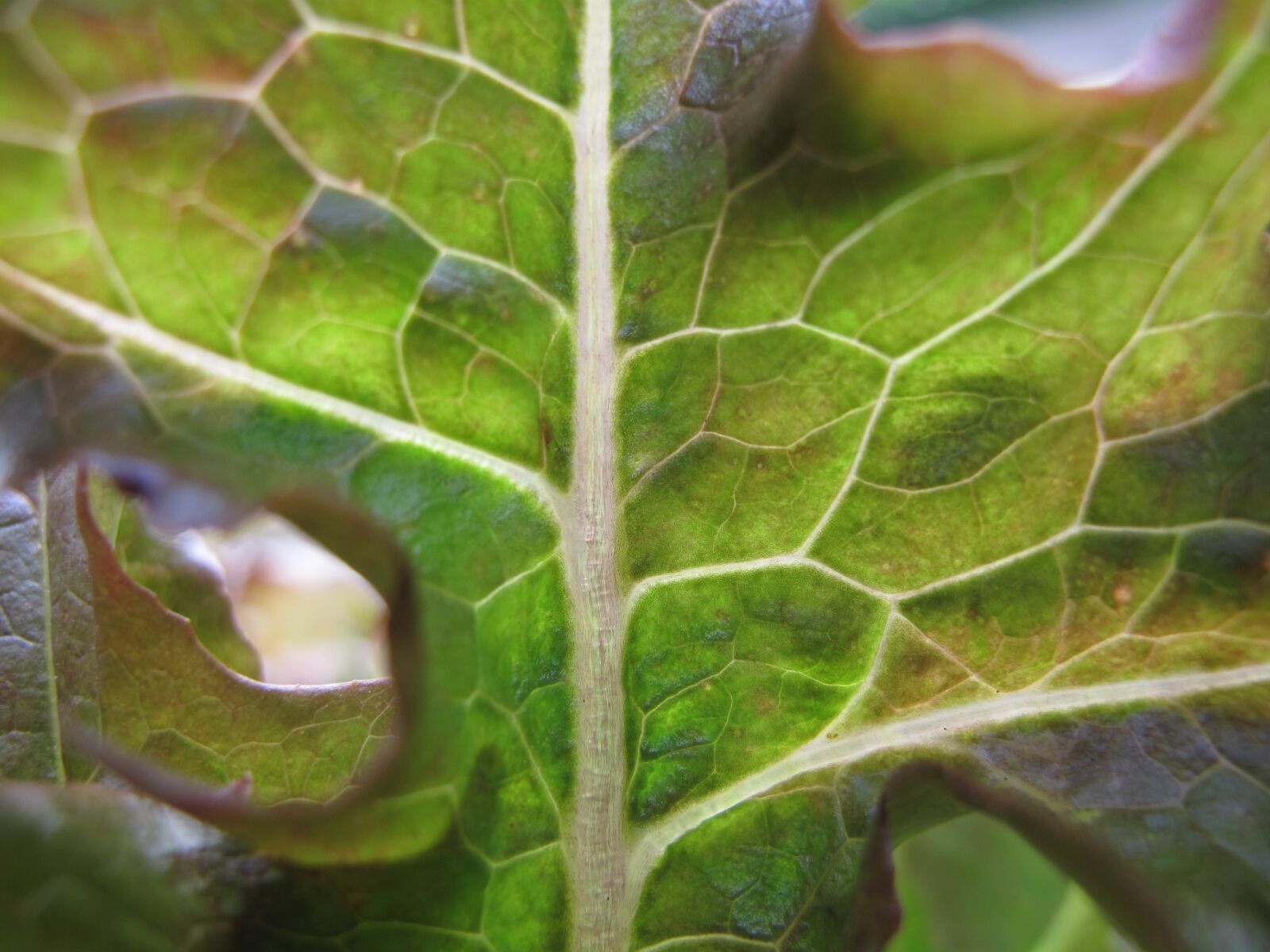 Canon PowerShot G10 sample photo. Custody leaf, salad, vegetables photography