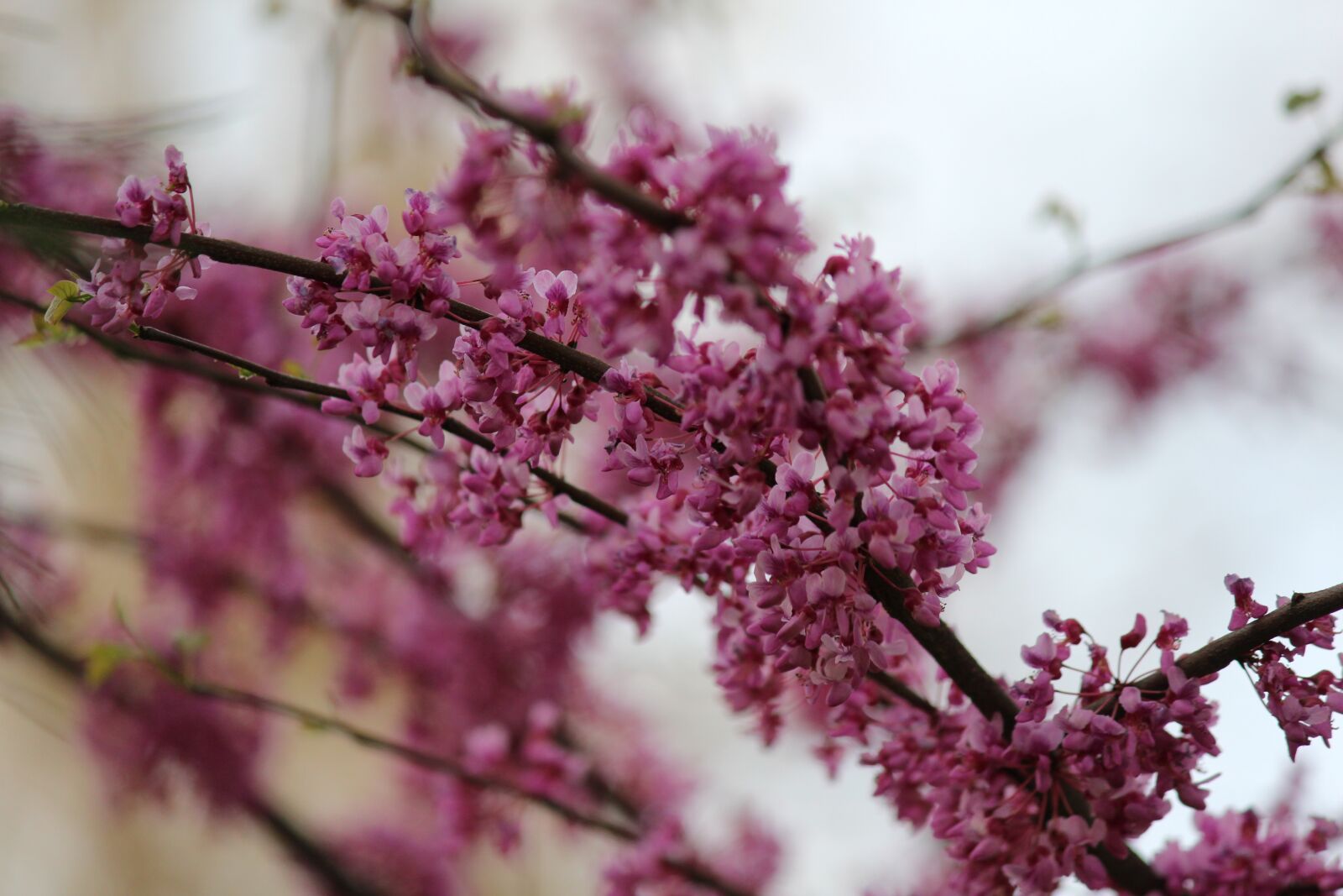Canon EOS 600D (Rebel EOS T3i / EOS Kiss X5) sample photo. Flower, tree, branch photography