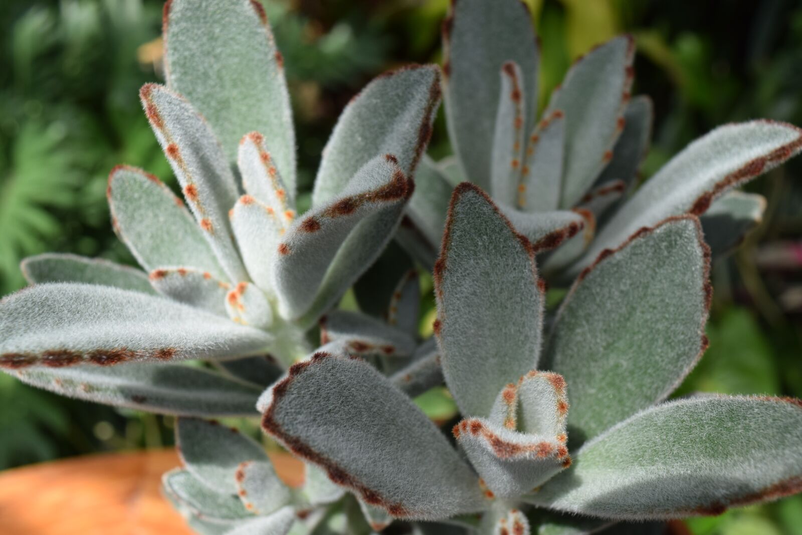 Nikon D3300 sample photo. Succulent, flower, nature photography