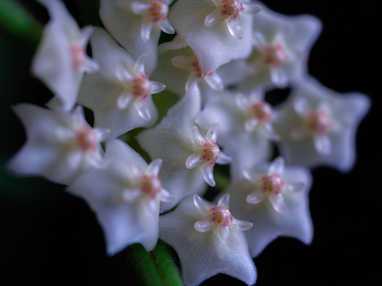 Olympus E-500 (EVOLT E-500) sample photo. Hoya, flower, white photography